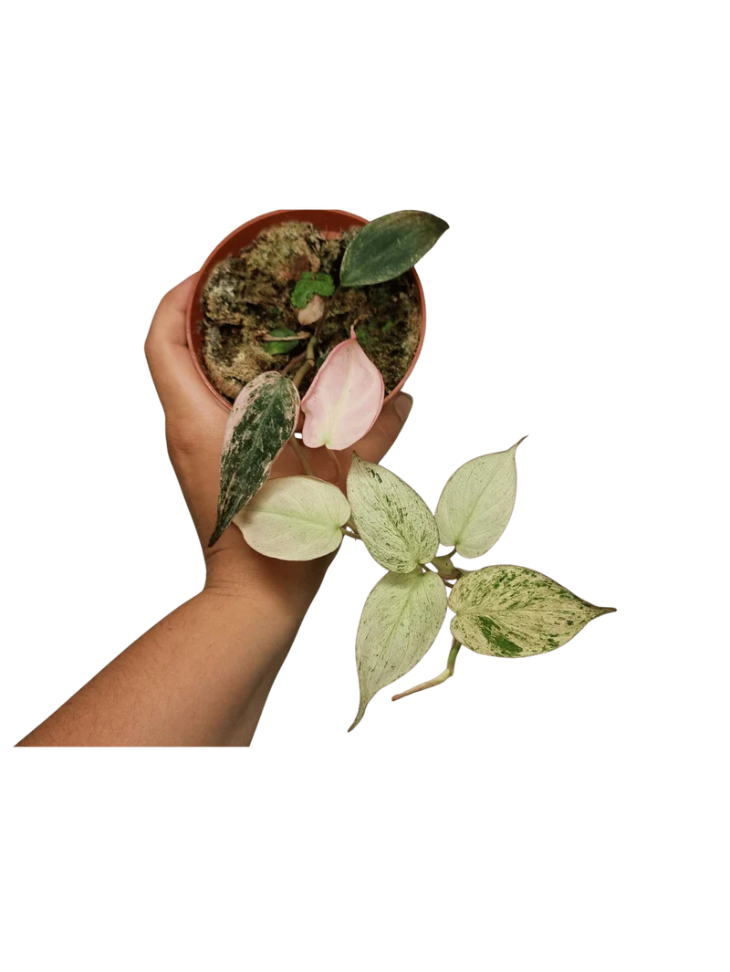Philodendron Micans Pink Marble Variegata