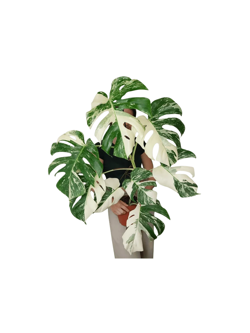 Monstera Variegata (zum aussuchen)