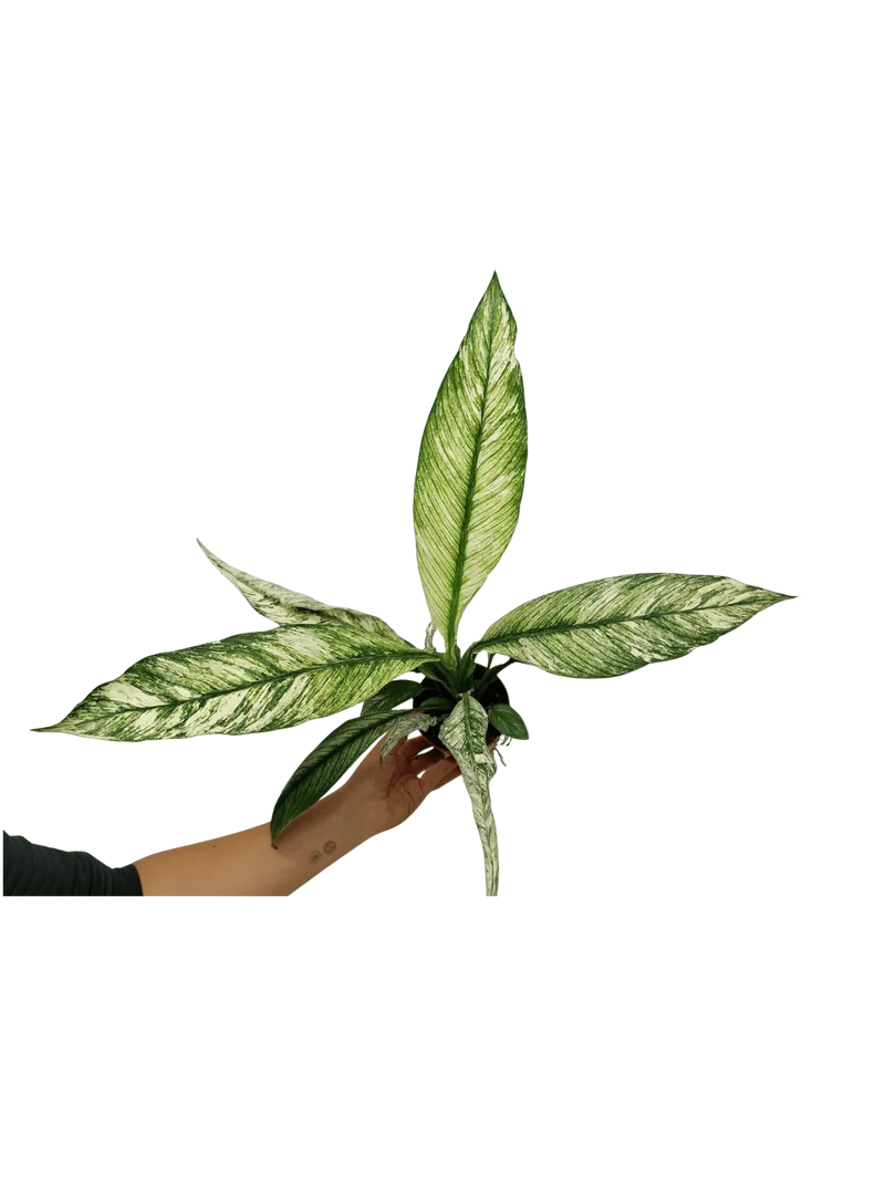 Spathiphyllum Sensation Variegata