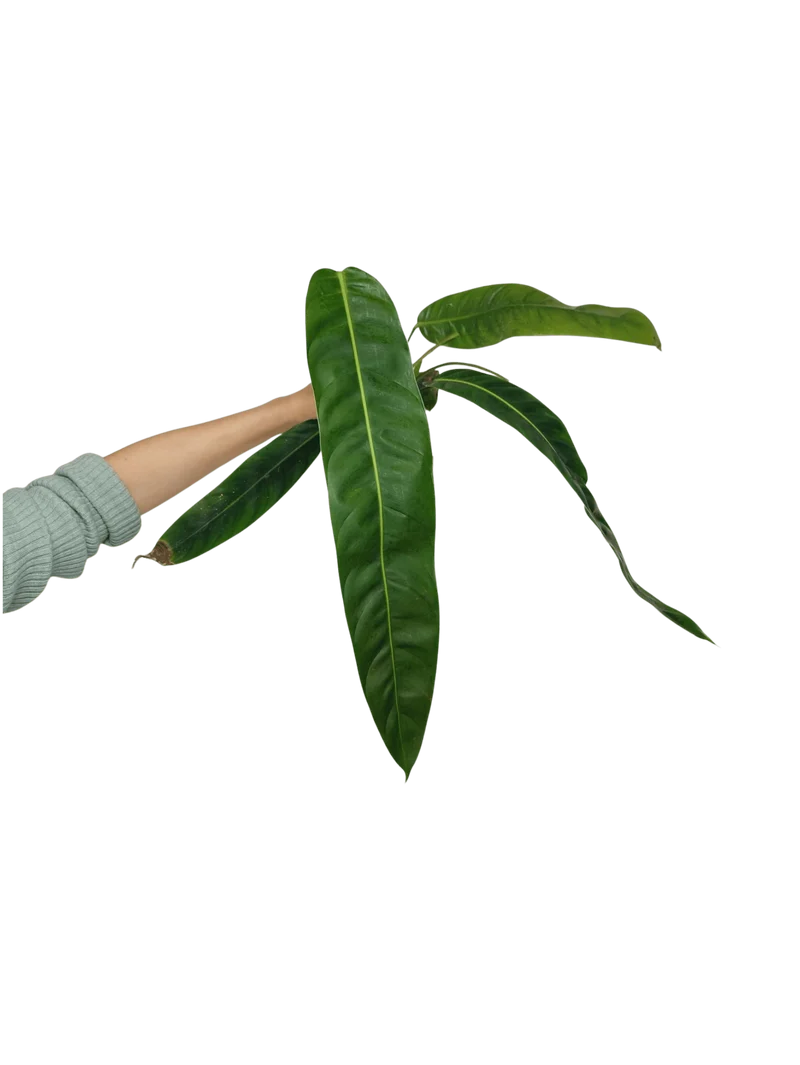 Philodendron Patriciae