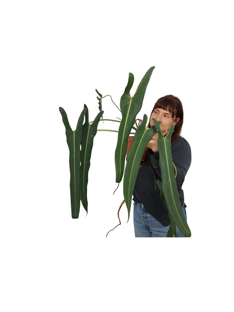 Philodendron Spiritus Sancti XXL
