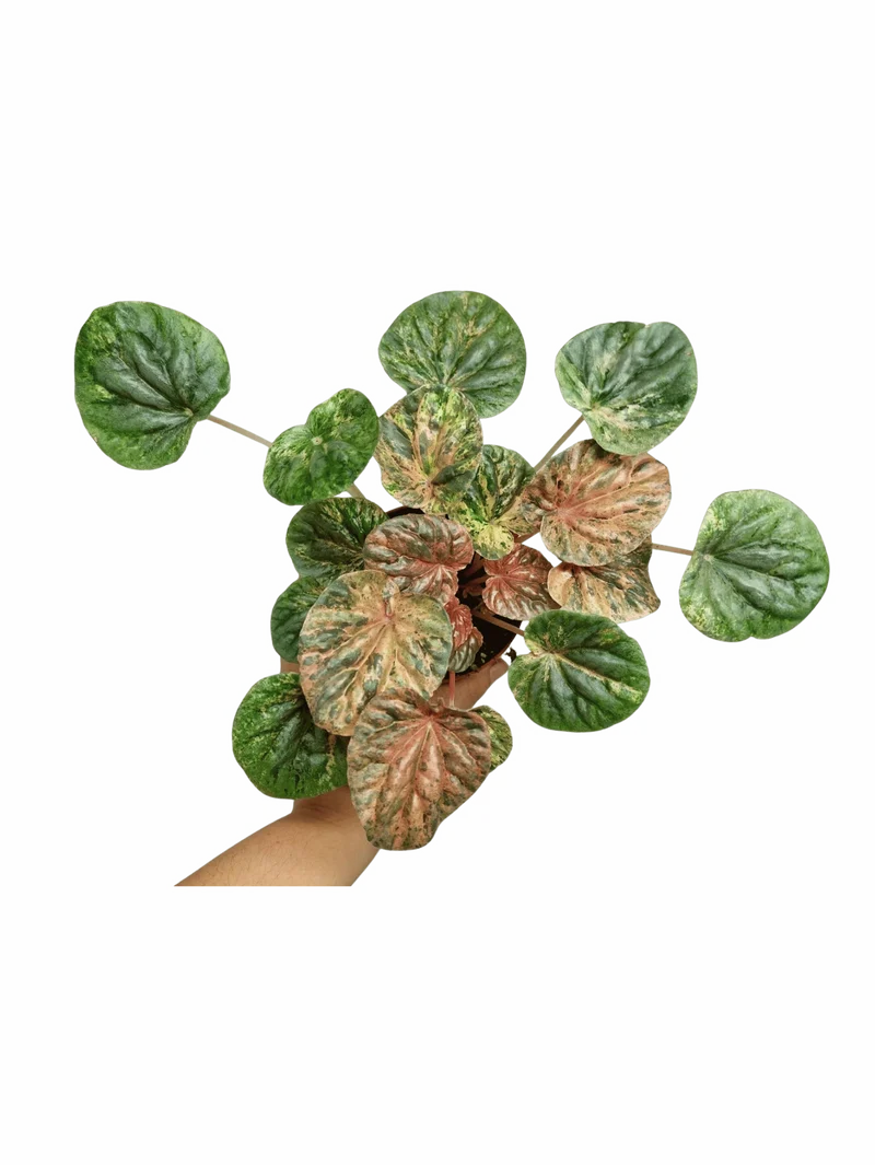 Peperomia Caperata Var.