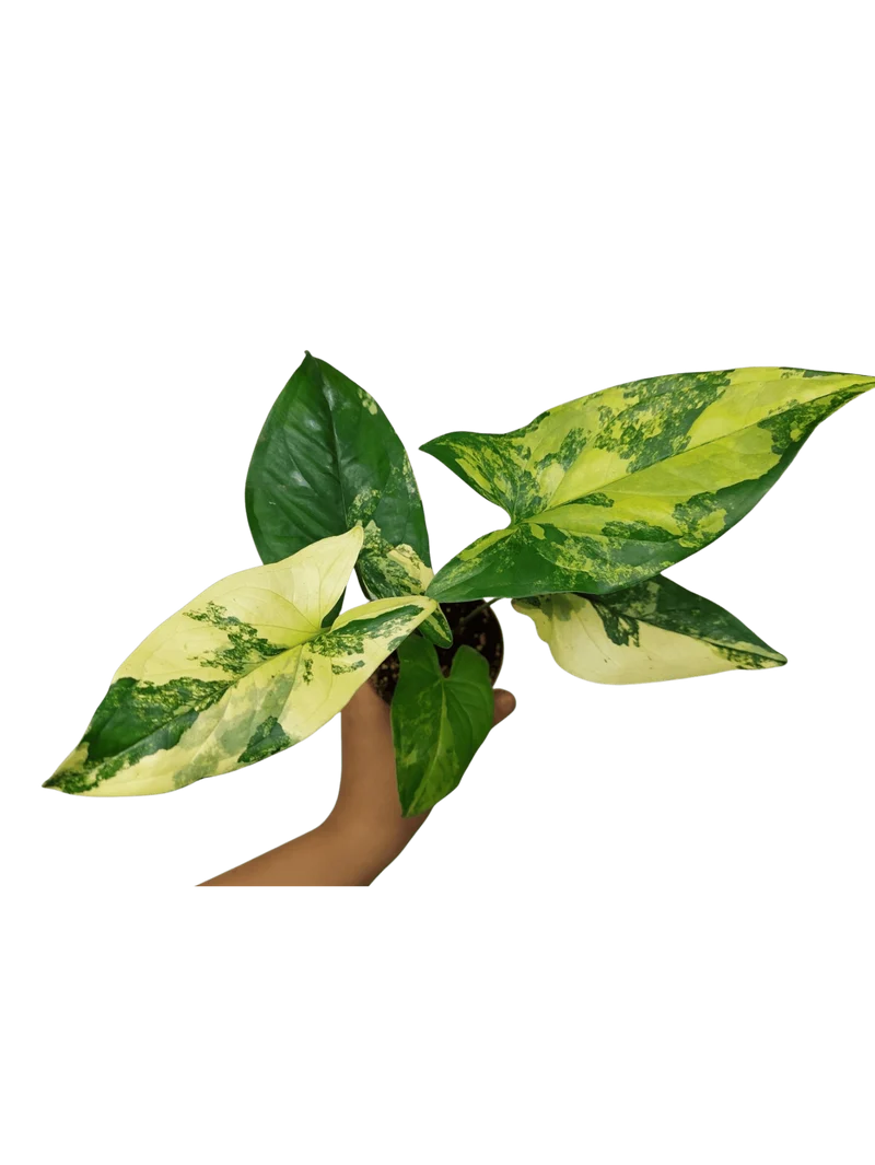 Syngonium Aurea