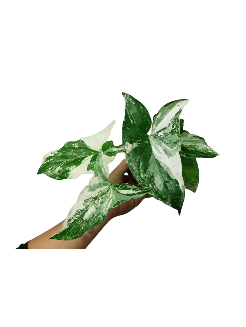 Syngonium Variegata
