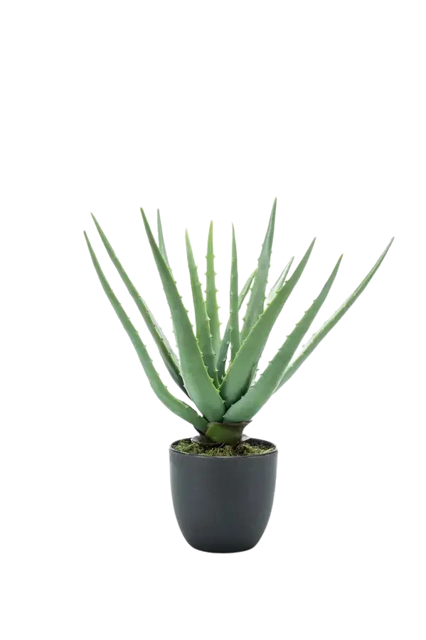 Künstliche Aloe - Penelope | 35 cm