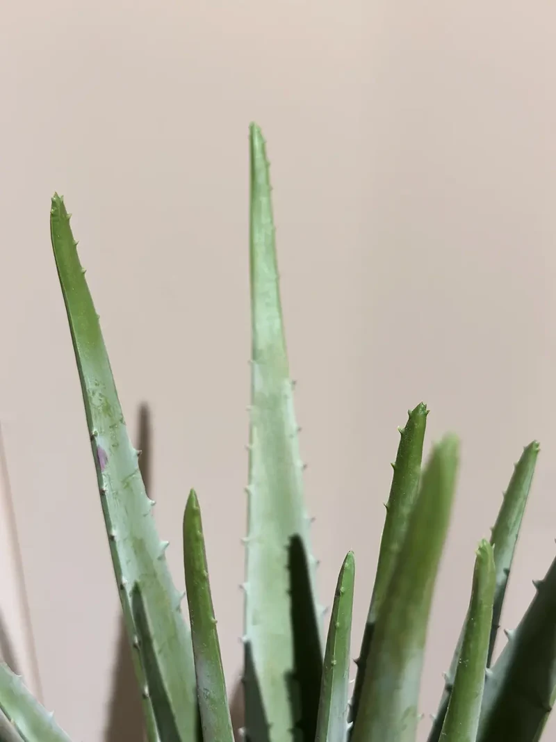 Künstliche Aloe - Penelope | 35 cm