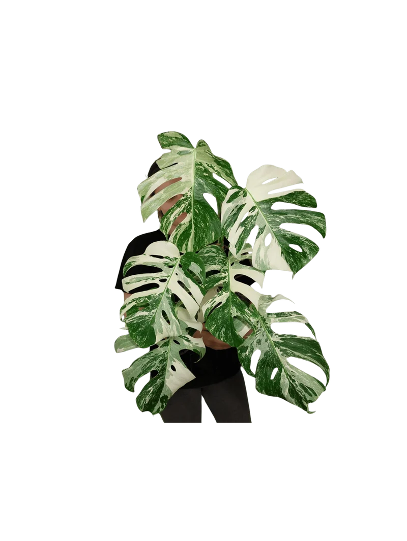 Monstera Variegata (zum aussuchen)