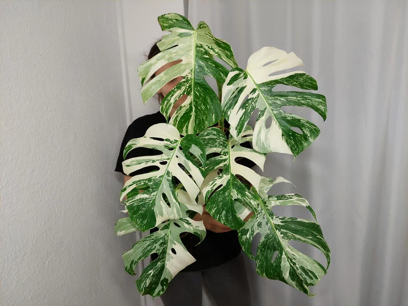Monstera Variegata (zum aussuchen)