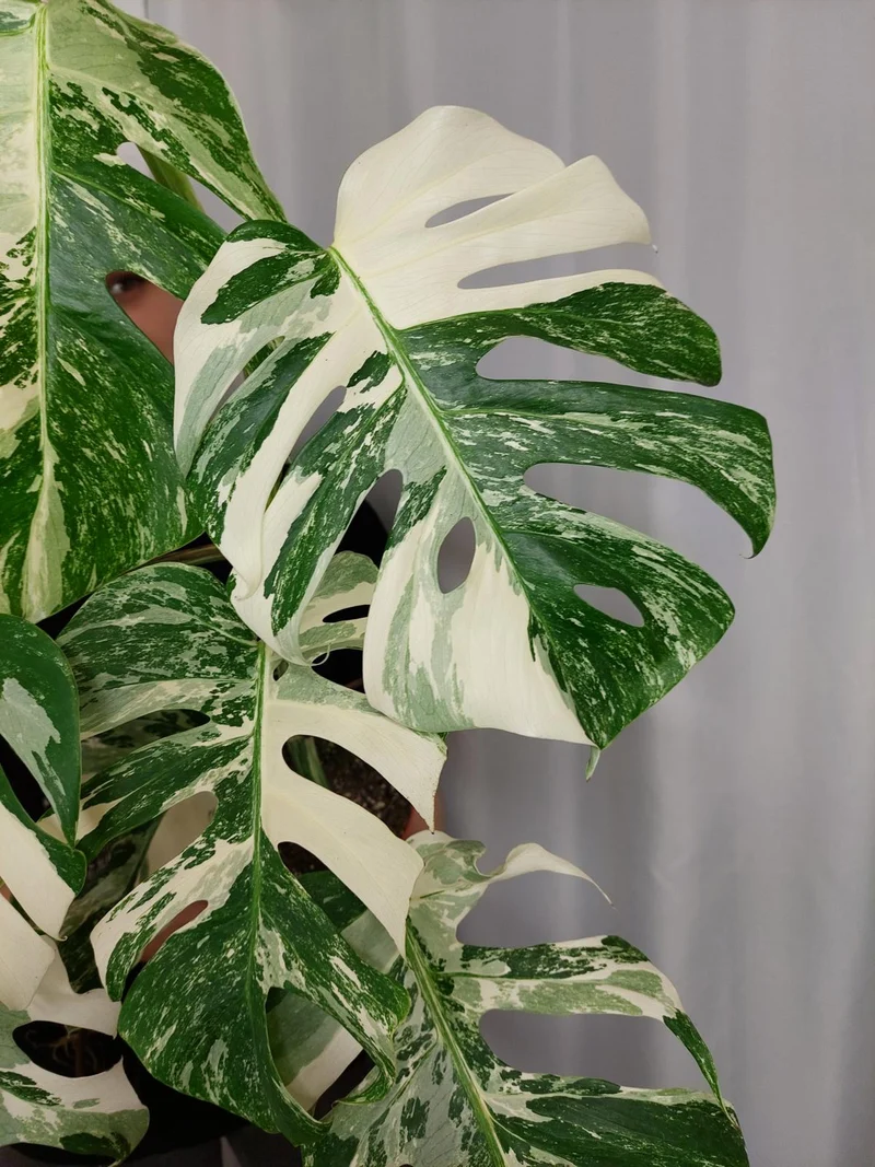 Monstera Variegata (zum aussuchen)
