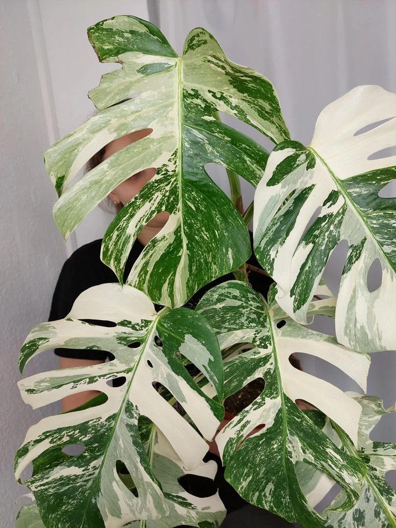 Monstera Variegata (zum aussuchen)