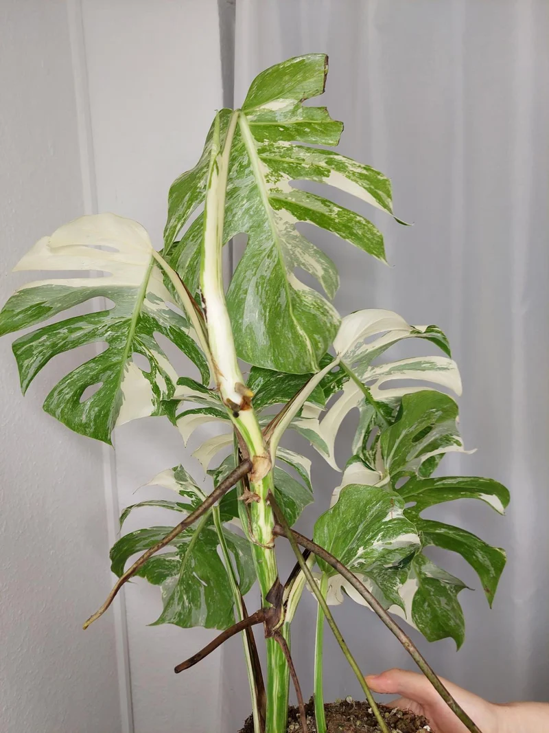 Monstera Variegata (zum aussuchen)