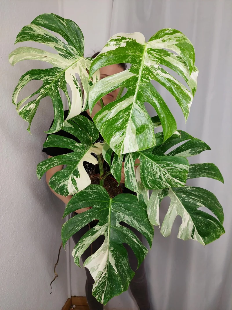 Monstera Variegata (zum aussuchen)