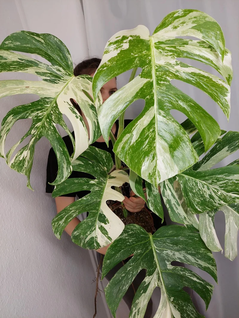 Monstera Variegata (zum aussuchen)