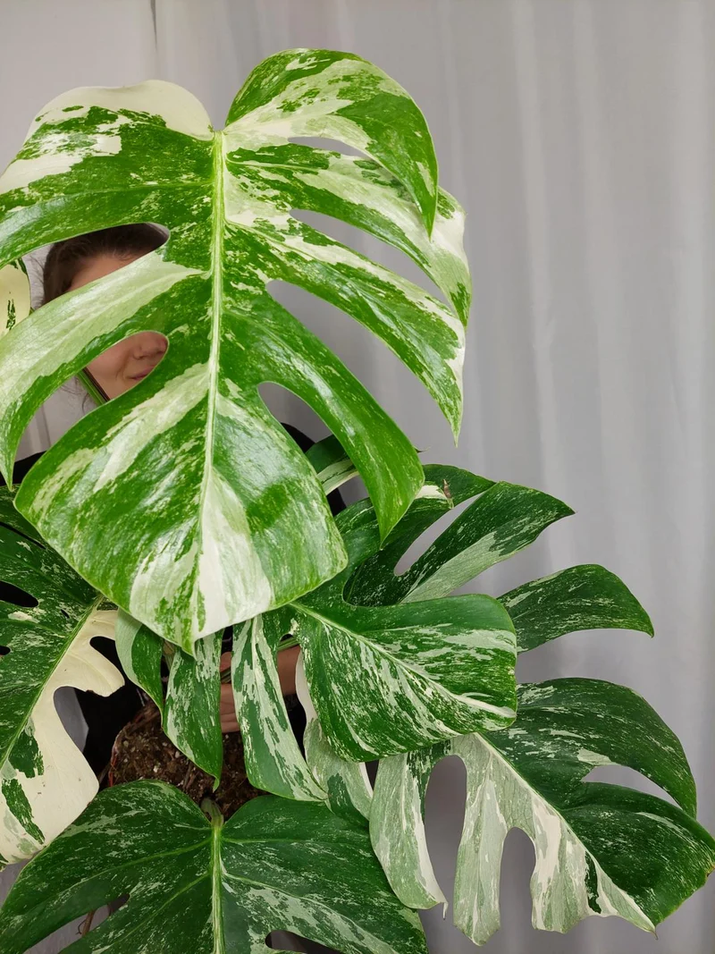 Monstera Variegata (zum aussuchen)