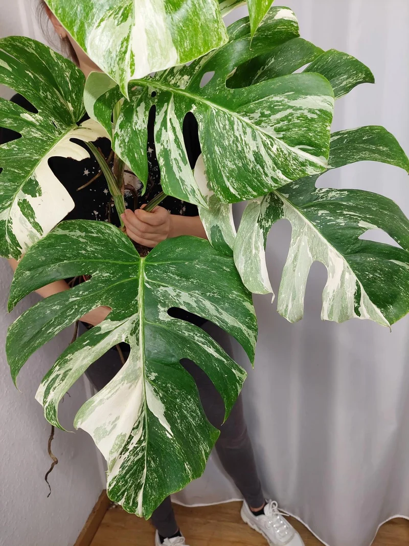 Monstera Variegata (zum aussuchen)