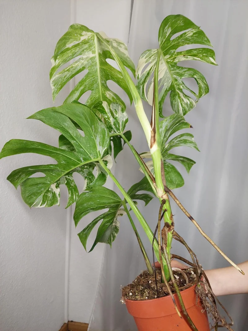 Monstera Variegata (zum aussuchen)
