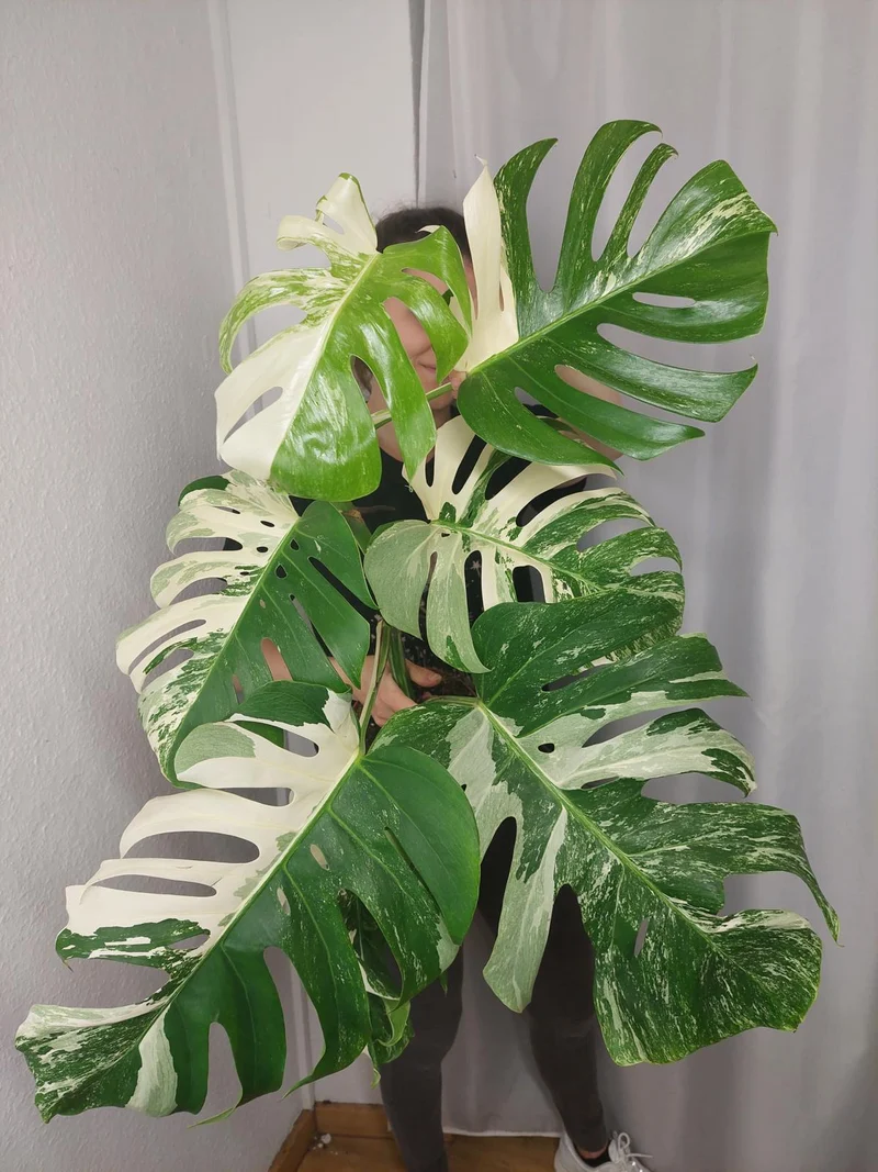 Monstera Variegata (zum aussuchen)