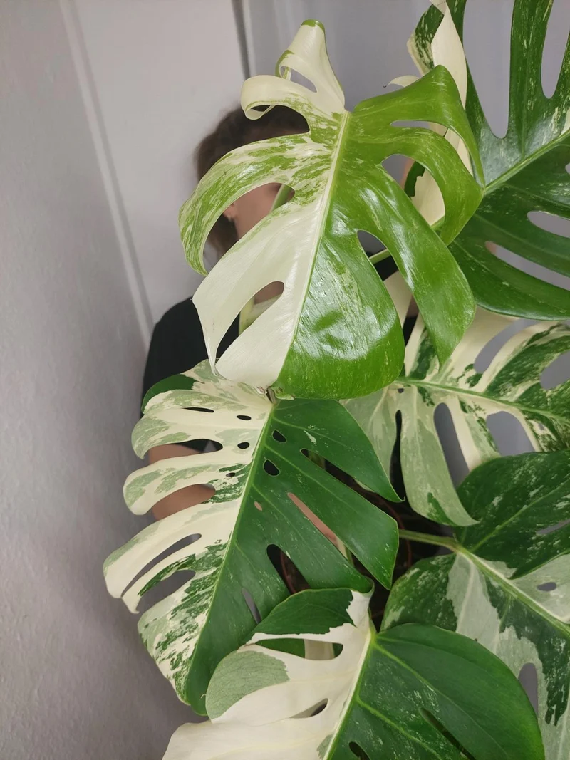 Monstera Variegata (zum aussuchen)