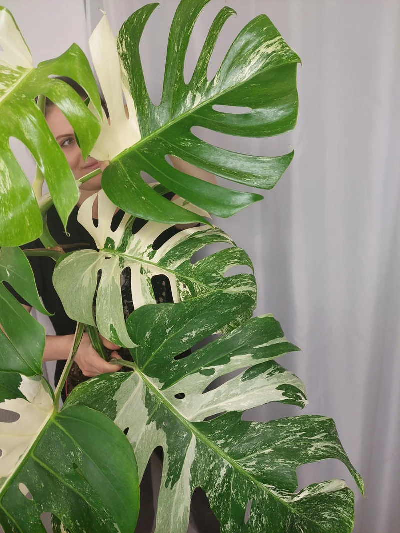 Monstera Variegata (zum aussuchen)