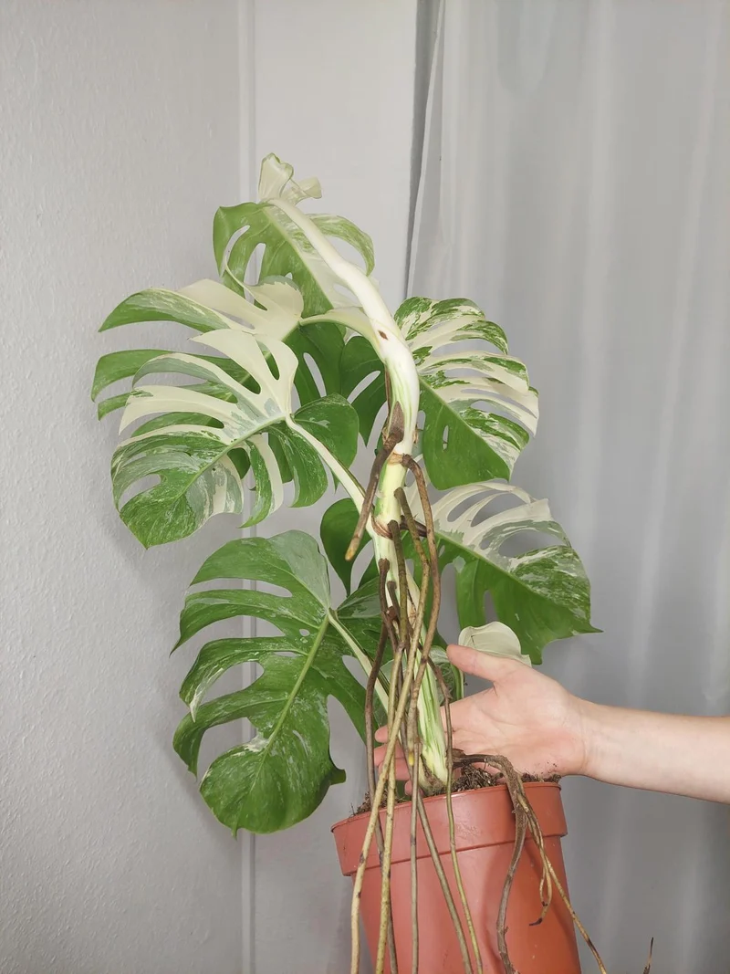 Monstera Variegata (zum aussuchen)
