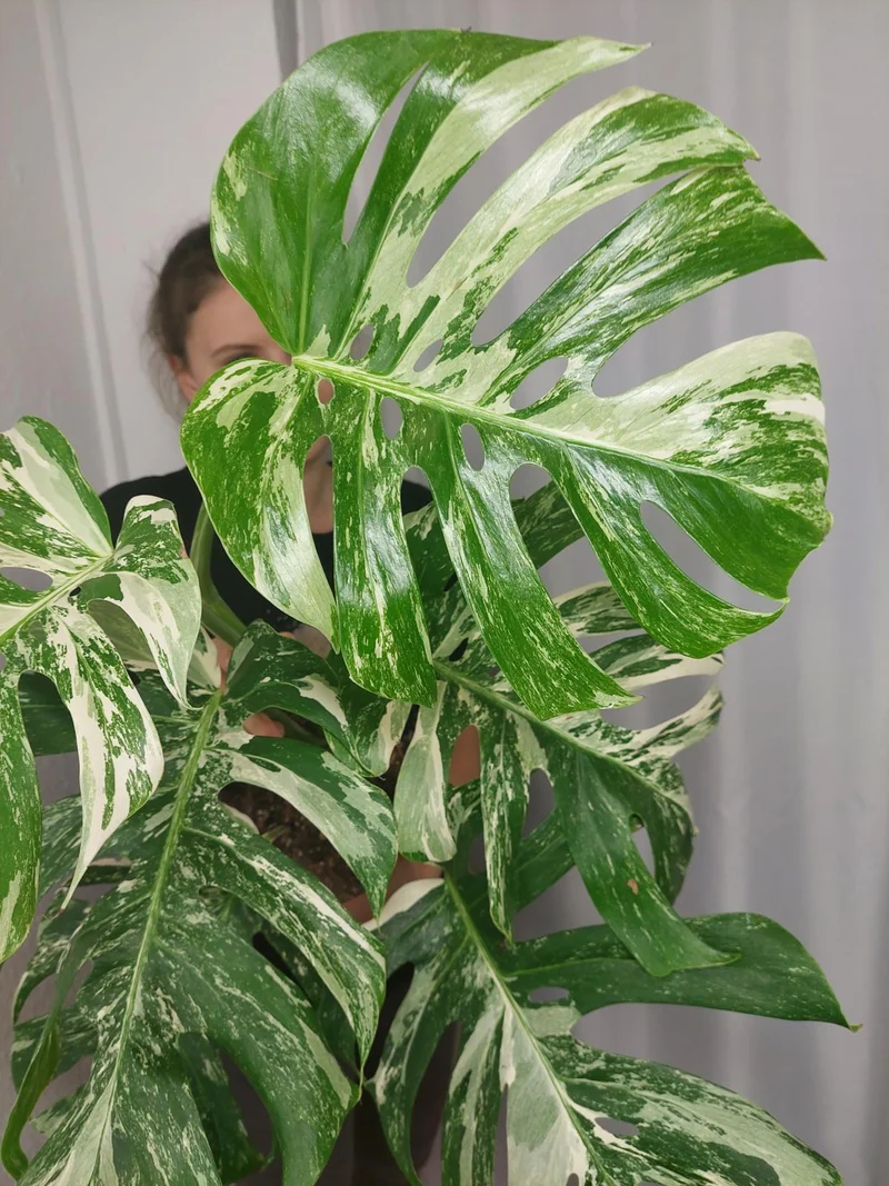 Monstera Variegata (zum aussuchen)