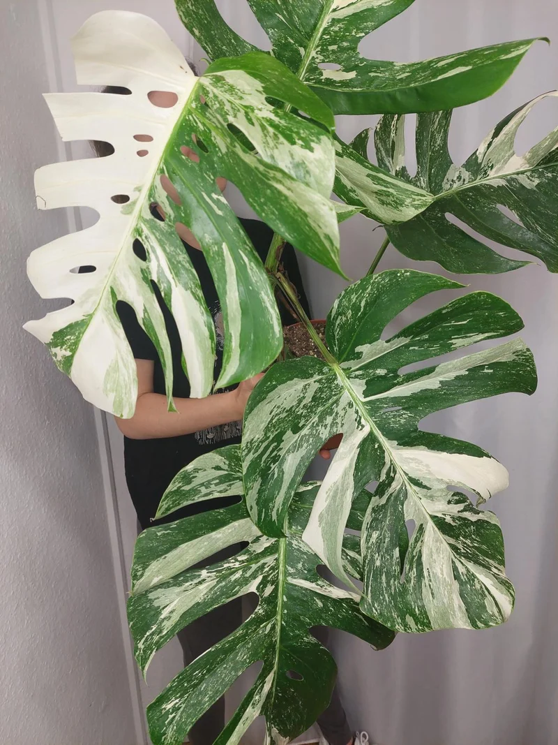 Monstera Variegata (zum aussuchen)
