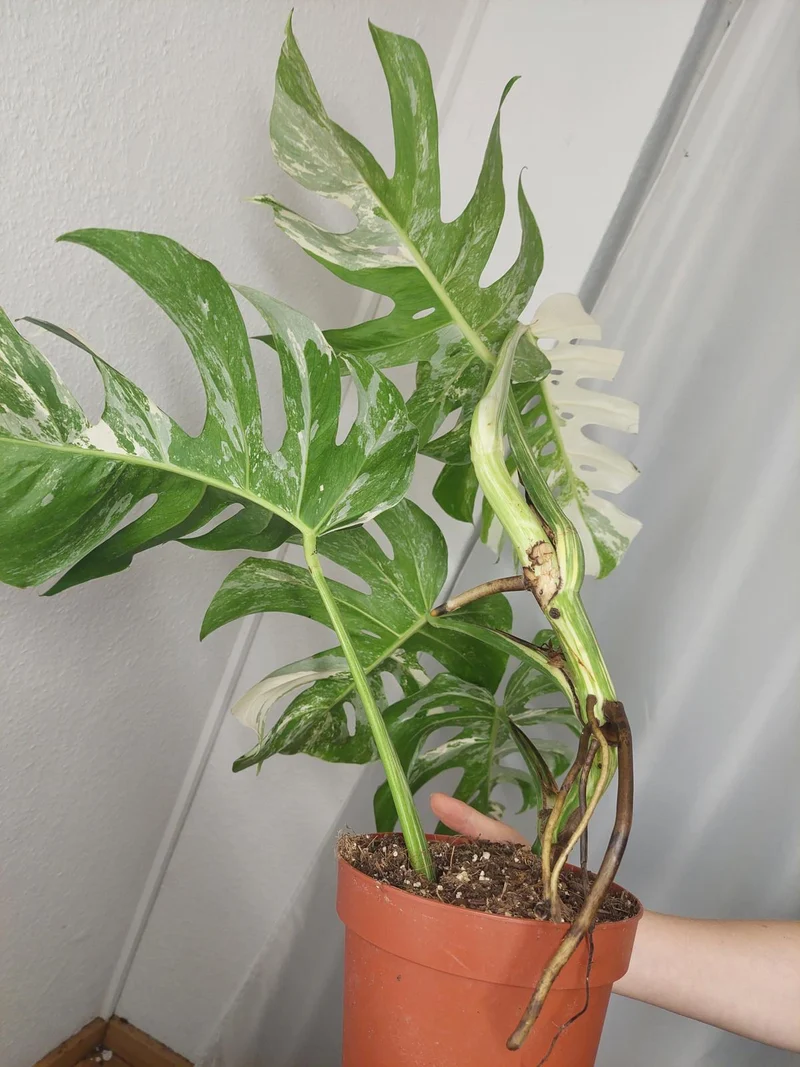 Monstera Variegata (zum aussuchen)