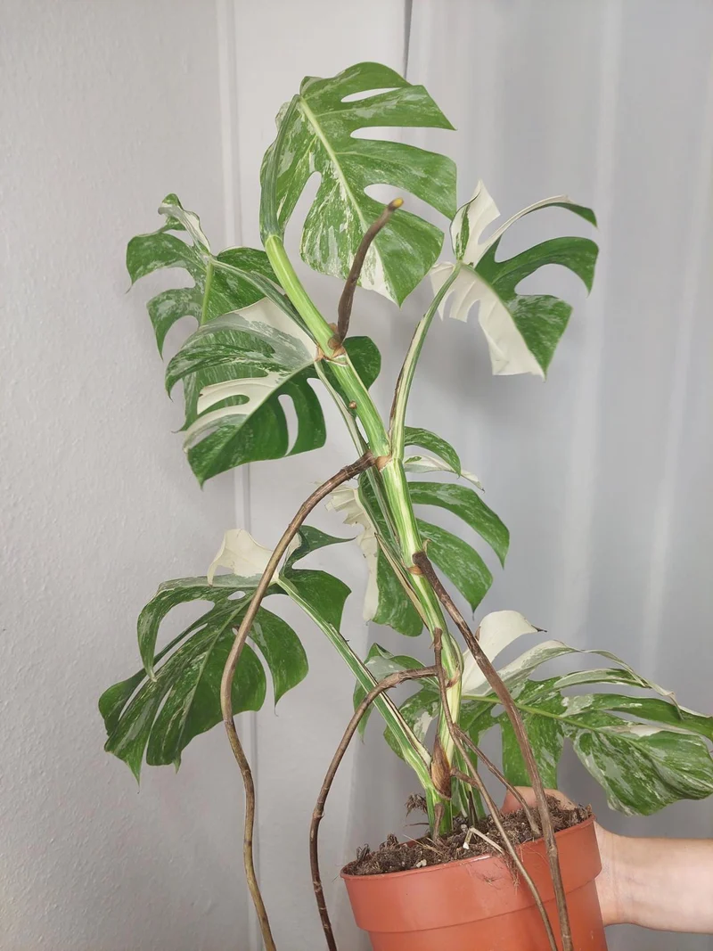 Monstera Variegata (zum aussuchen)