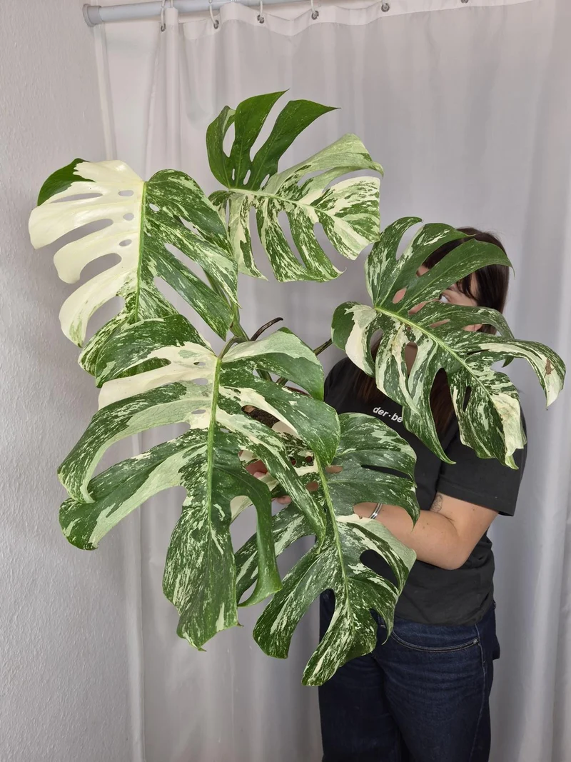 Monstera Variegata (zum aussuchen)