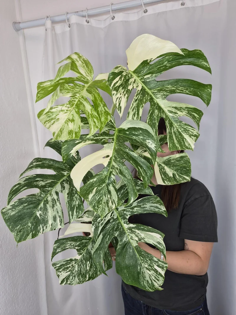 Monstera Variegata (zum aussuchen)