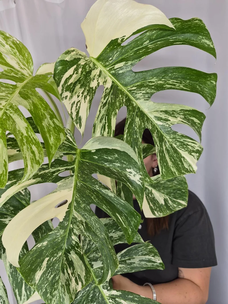 Monstera Variegata (zum aussuchen)