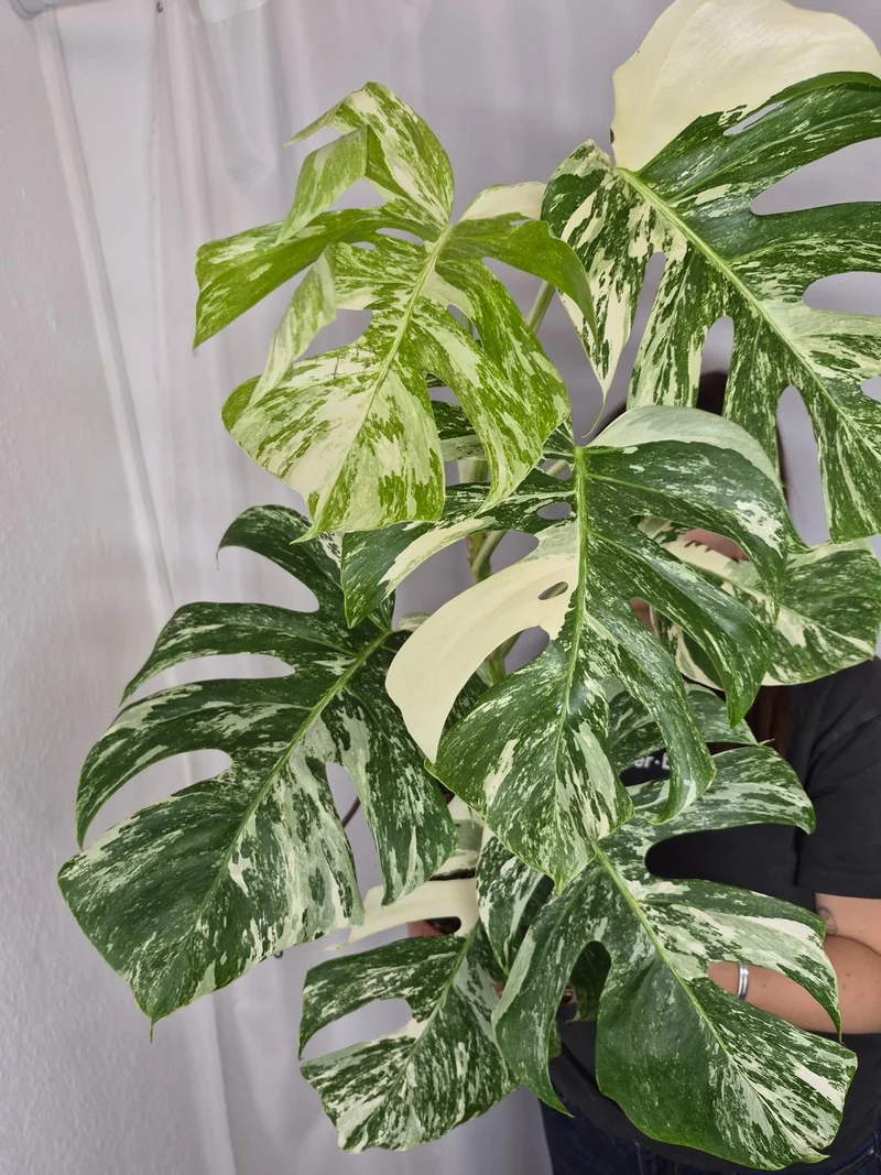 Monstera Variegata (zum aussuchen)