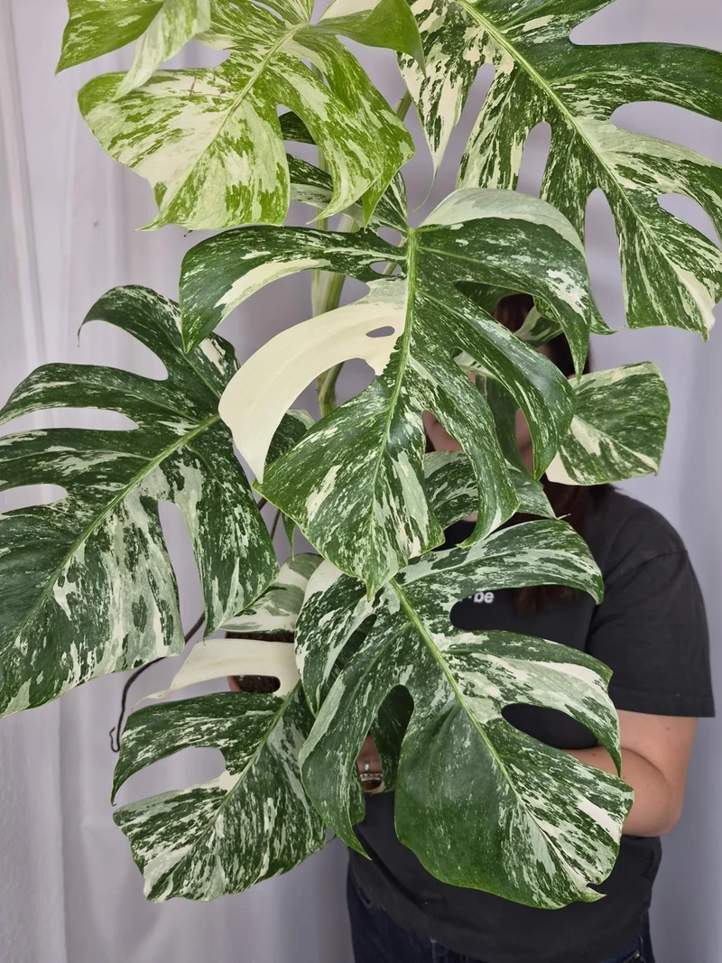 Monstera Variegata (zum aussuchen)