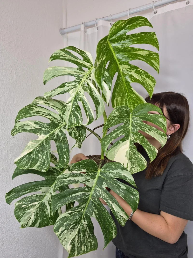 Monstera Variegata (zum aussuchen)