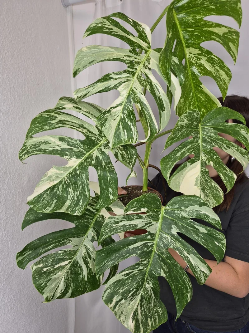 Monstera Variegata (zum aussuchen)