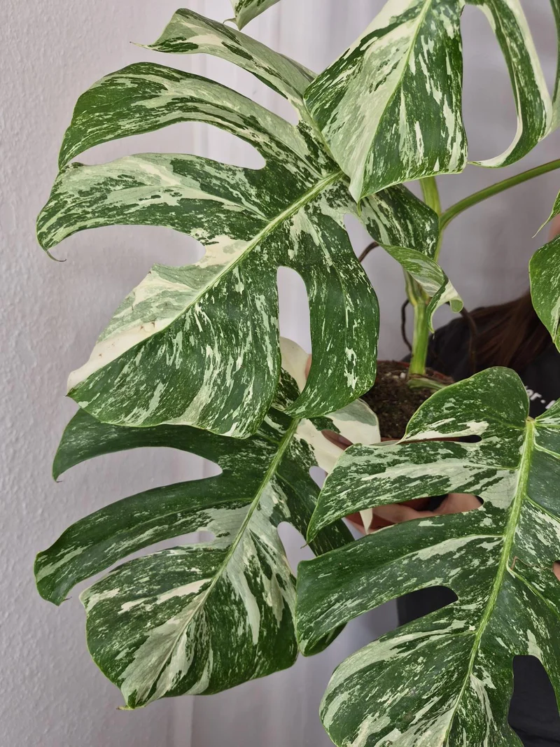 Monstera Variegata (zum aussuchen)