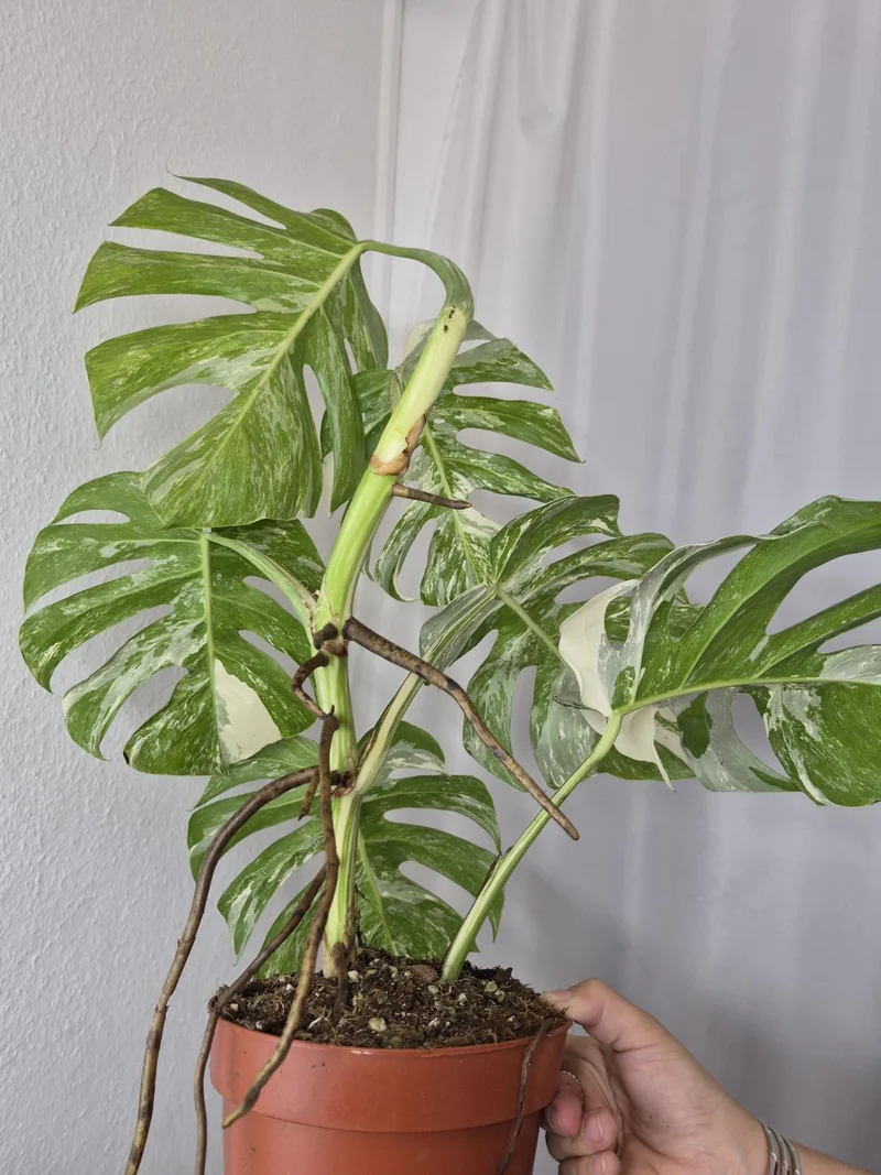 Monstera Variegata (zum aussuchen)