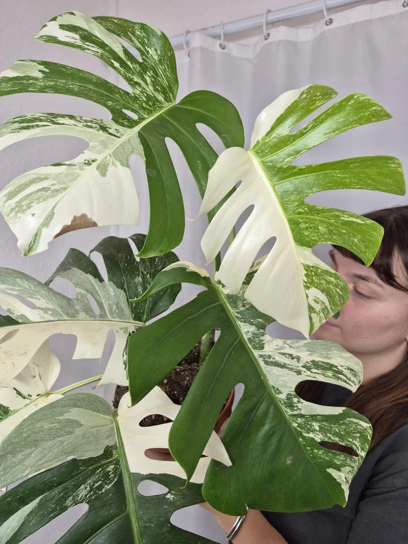 Monstera Variegata (zum aussuchen)