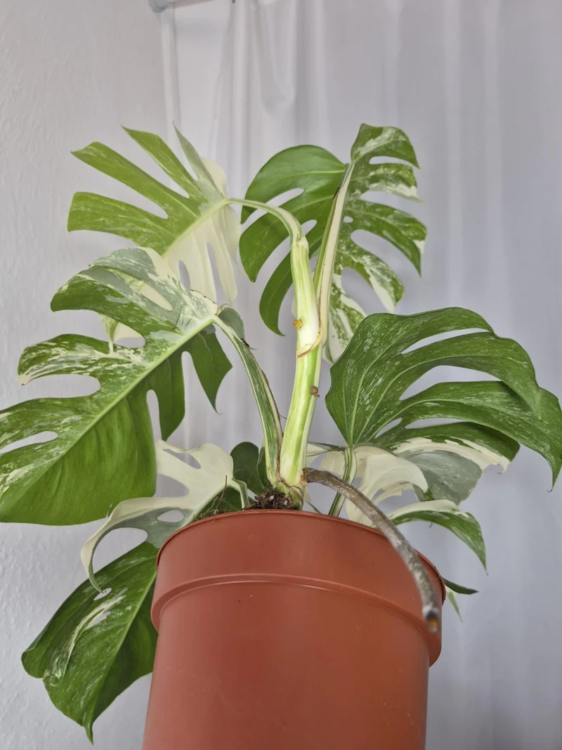 Monstera Variegata (zum aussuchen)