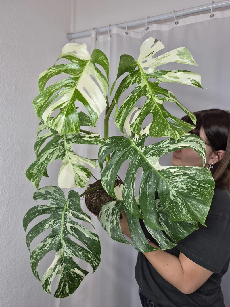 Monstera Variegata (zum aussuchen)