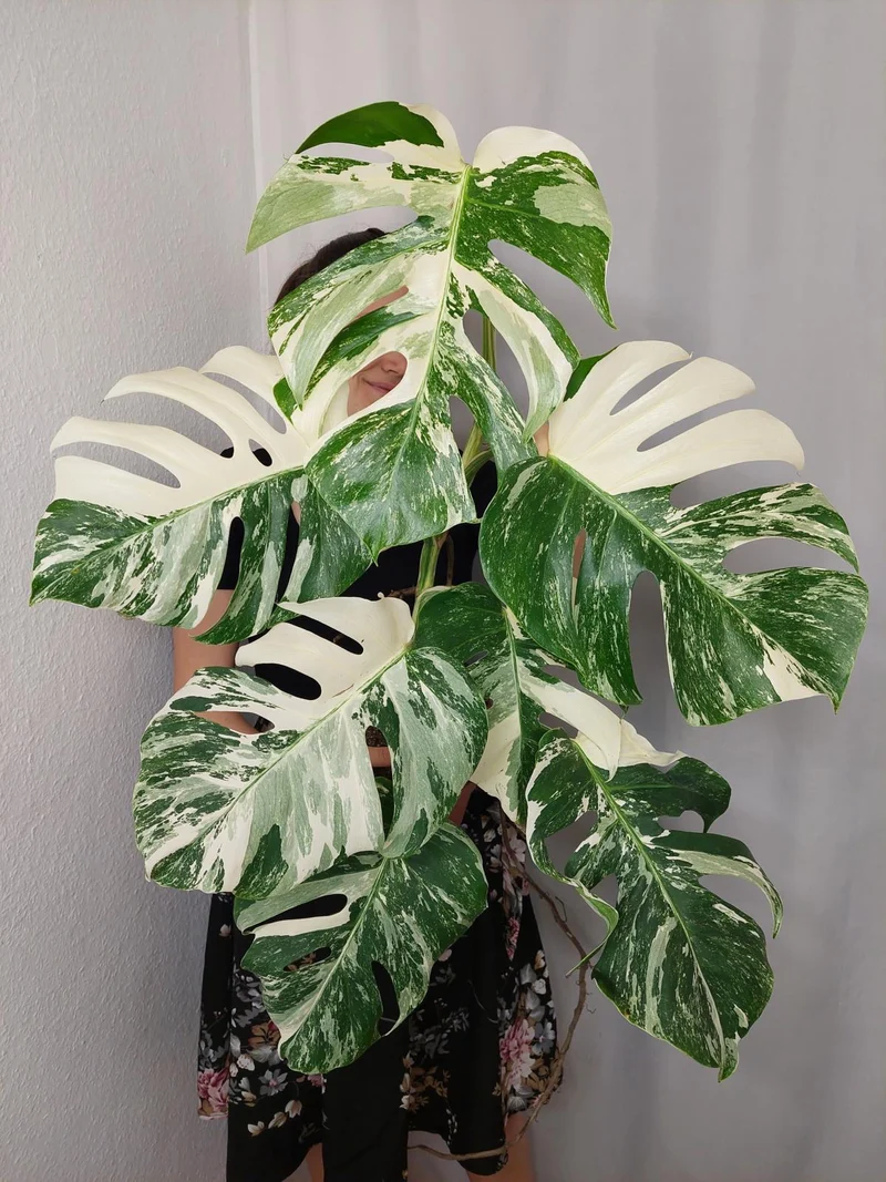 Monstera Variegata (zum aussuchen)