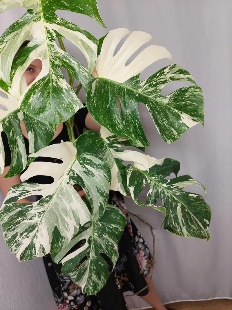 Monstera Variegata (zum aussuchen)
