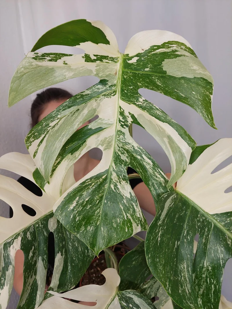 Monstera Variegata (zum aussuchen)