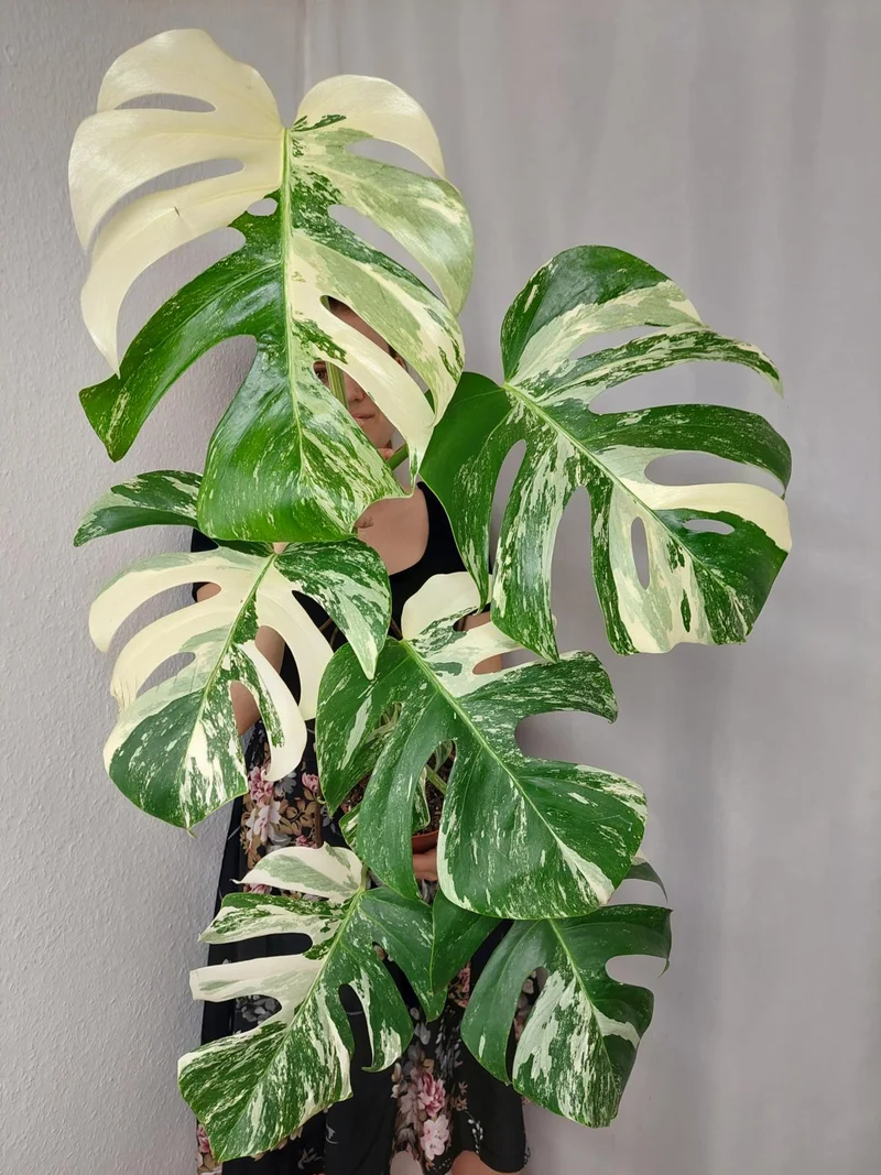 Monstera Variegata (zum aussuchen)