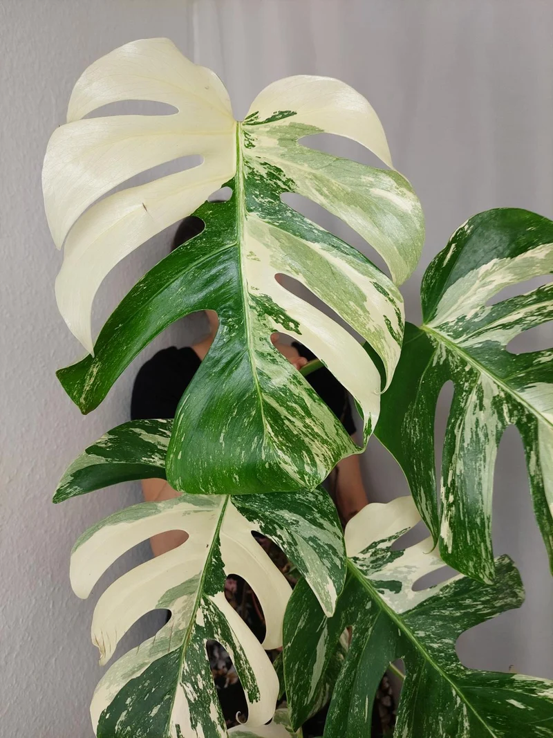 Monstera Variegata (zum aussuchen)