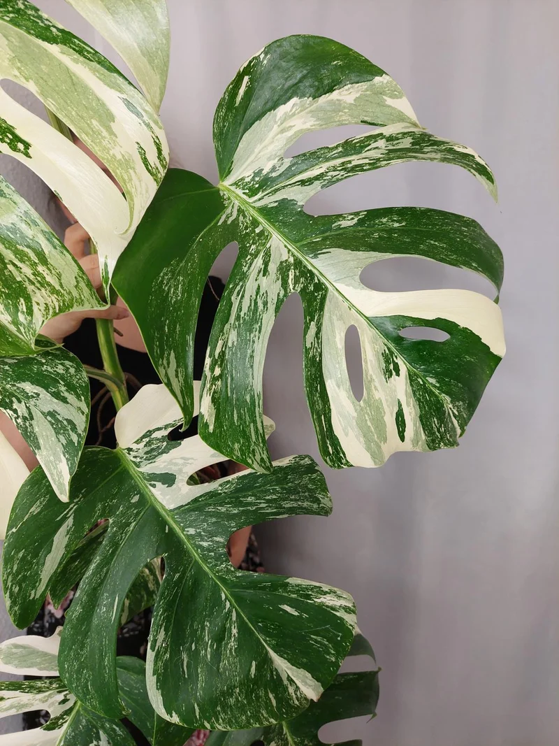 Monstera Variegata (zum aussuchen)