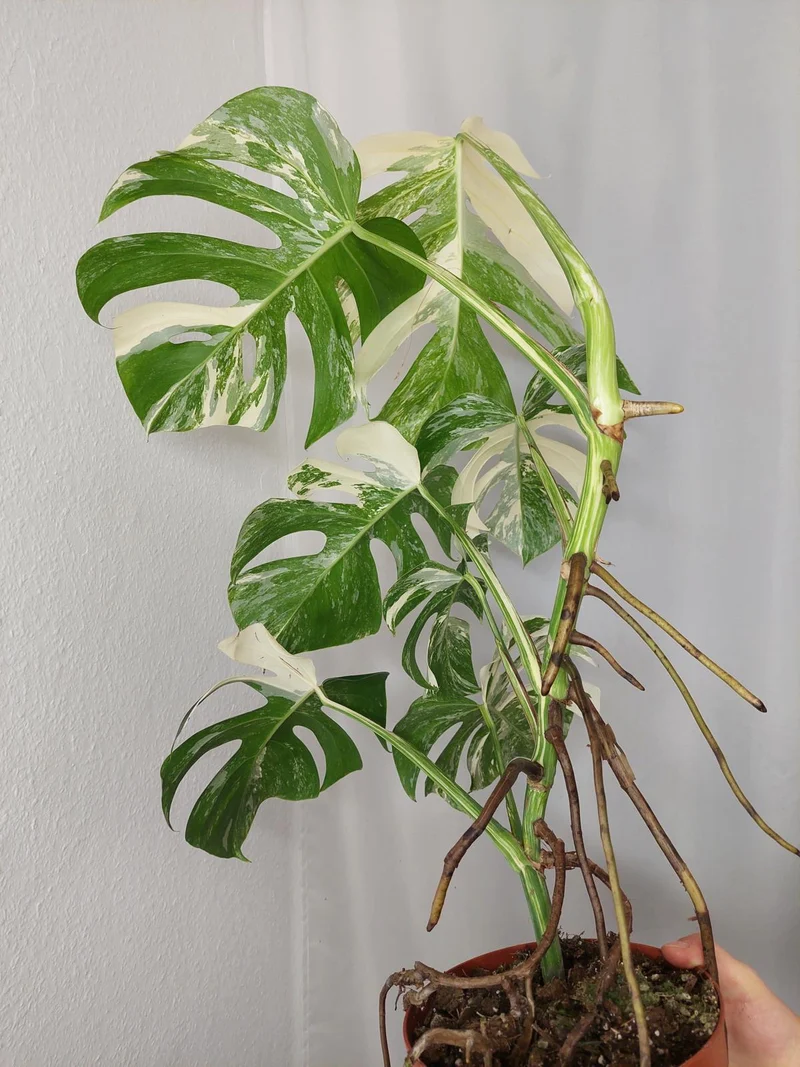 Monstera Variegata (zum aussuchen)