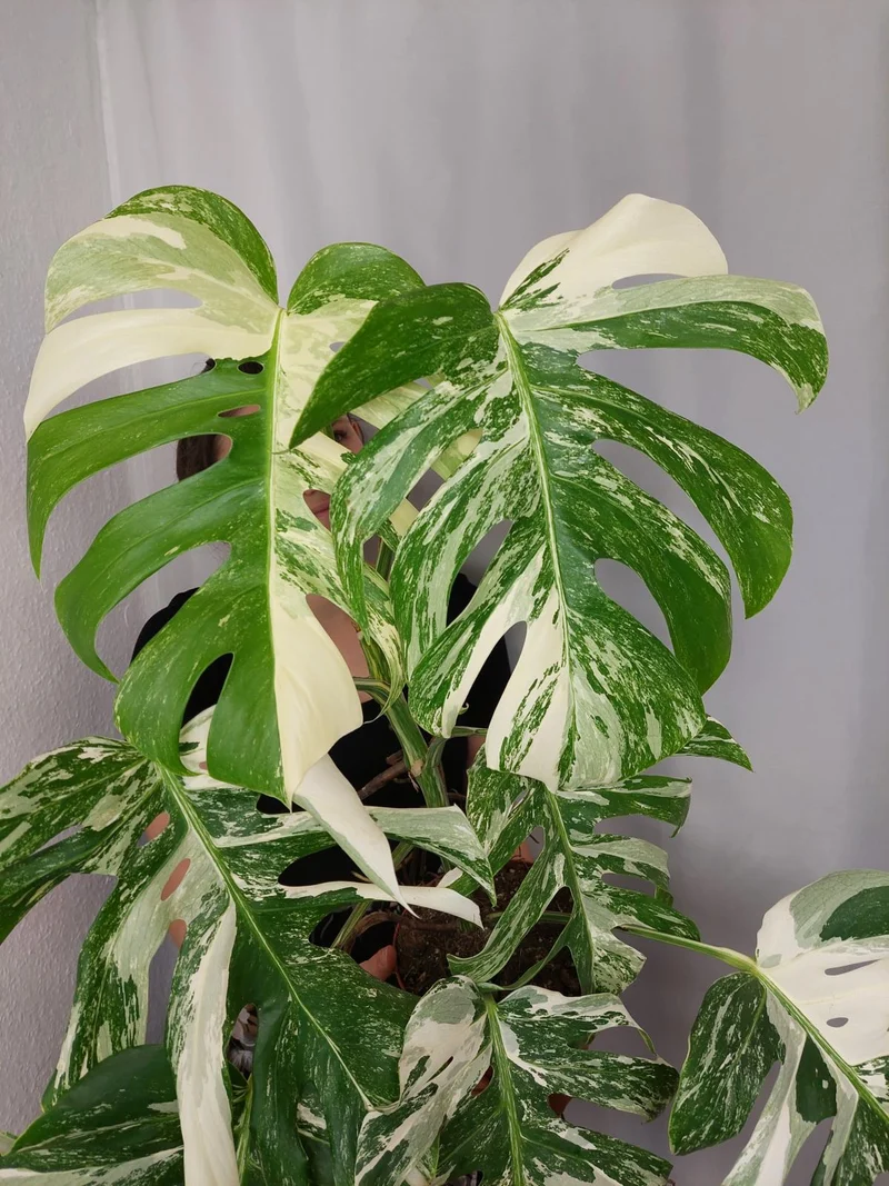 Monstera Variegata (zum aussuchen)