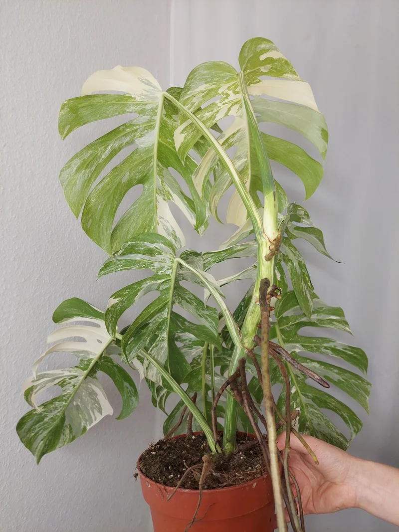 Monstera Variegata (zum aussuchen)