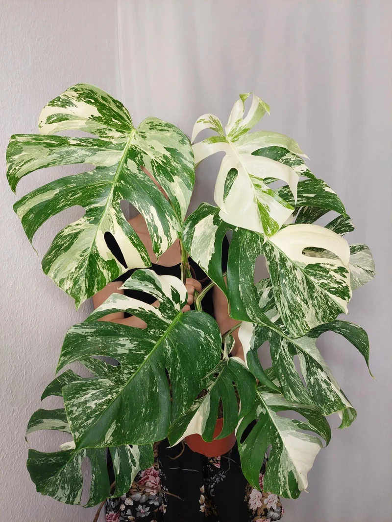 Monstera Variegata (zum aussuchen)